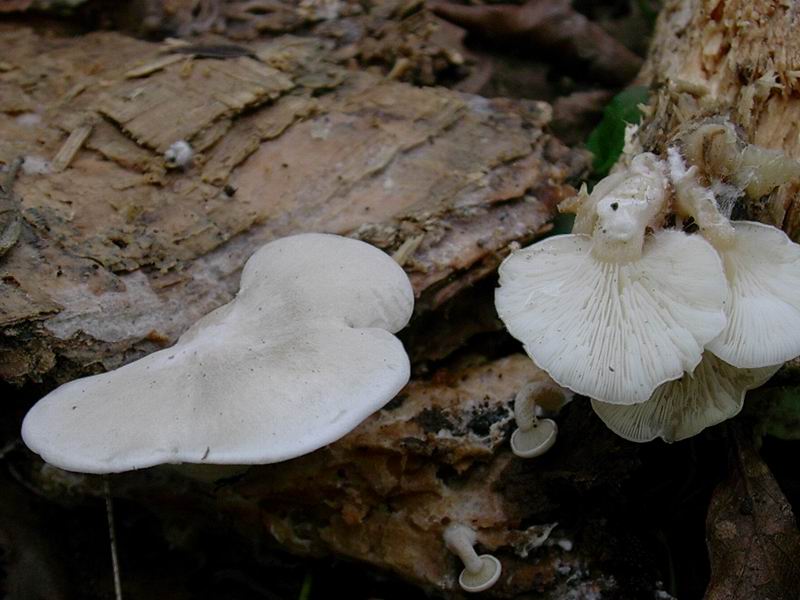 1815 Novembre vecchio ritrovamento